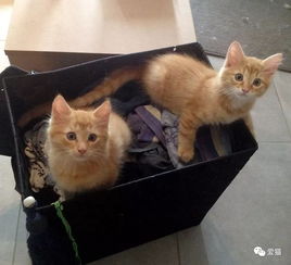  网友在下水道救了2只橘猫,一年后有人想花1万买下,他不同意