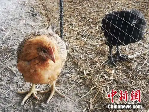  养殖专家结对子帮扶林下养鸡变成村民致富经
