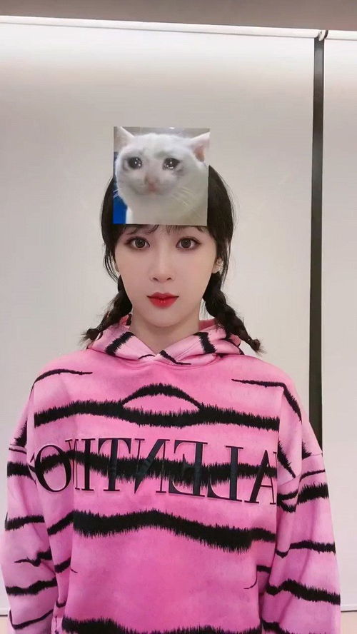  挑战猫咪表情包