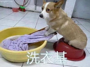 心理医生家人表情包柯基