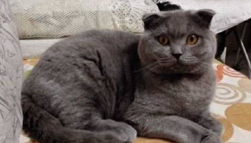  蓝猫生出一只杂毛崽,长大后猫妈表情笑翻,网友比桃木剑还好使