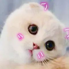 羞涩表情包大全猫咪