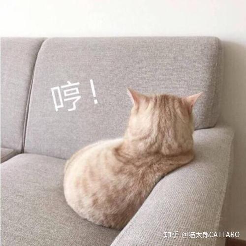  三个月多的幼猫一直嗷呜嗷呜叫怎么办