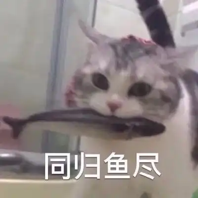  养猫那些事儿丨你不知道的养猫冷知识