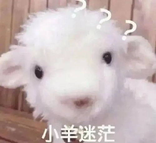 要钱专用表情包复制的狼