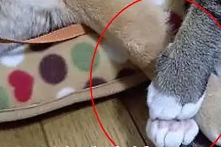  被猫咪压到胳膊发麻,柴犬依旧不忍抽走,最后的表情说明一切