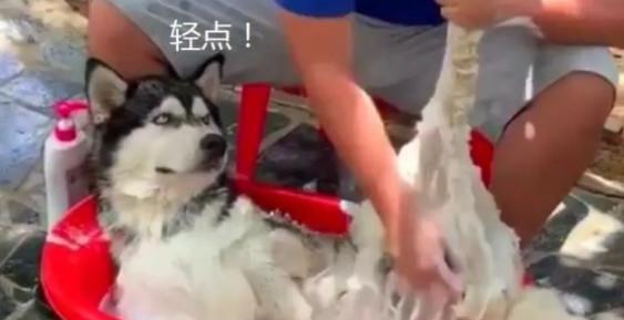  二哈被主人摁在浴缸洗澡,表情惹人发笑,网友这就是澡子哥