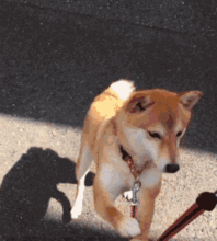  铲屎官注意黄山市养犬管理条例1月1日起施行
