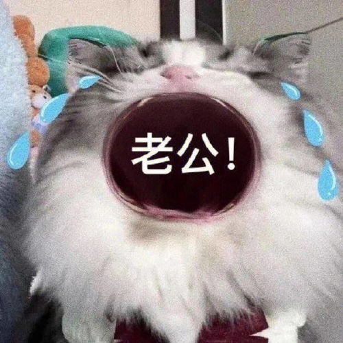 无脸表情包大嘴猫