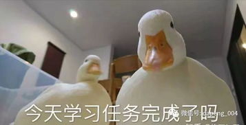  前方高能一大波考研表情包来袭