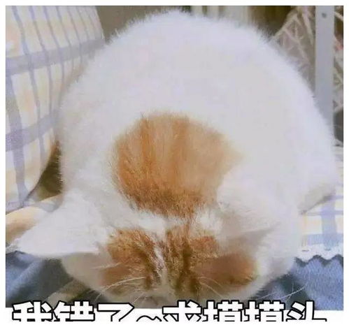  你表情包太多,不想和你聊了