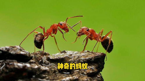  全能的蚂蚁