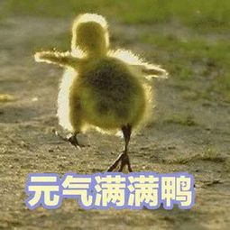 憨鸠鸠等征收表情包