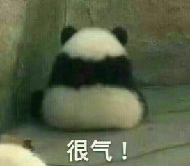  国宝骨折了,为了治疗它兽医只好把它的裤子给扒了