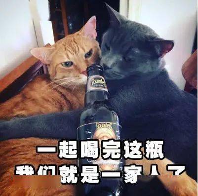  跨年猫猫表情包