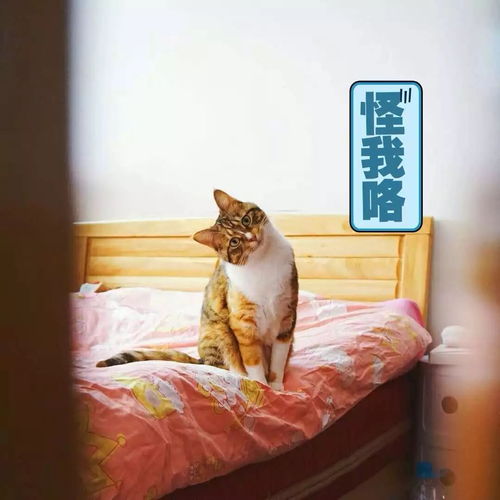  晒猫日丨天生这么可爱,怪我咯