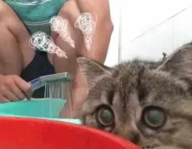  本来猫咪心情很好,发现主人在做这个后,猫咪撒腿就跑