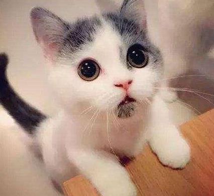  宠物日常要给猫咪做哪些护理,才能让家人放心