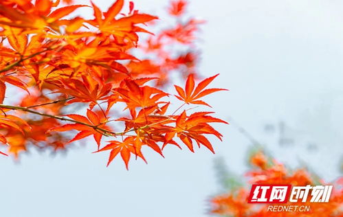  组图︱冬日暖阳,赏枫叶正当时北塔生态园展现绚丽枫景