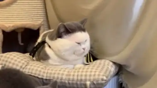  日常闹脾气的小猫咪,咱也不知道是因为啥这个表情是一度很尴尬