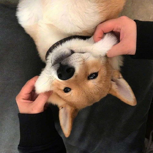  狗子美图萌哒哒