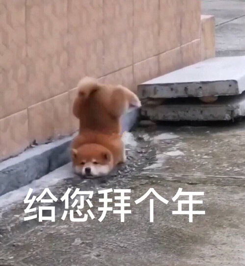 拜年表情包简笔画春晚节