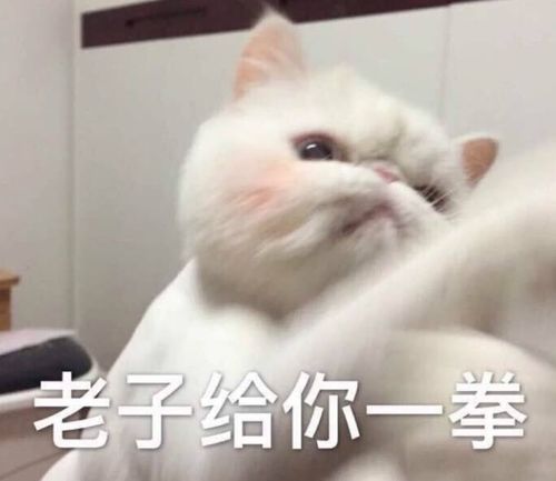  哔哩哔哩专栏
