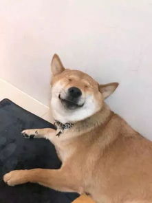 不会怪我吧表情