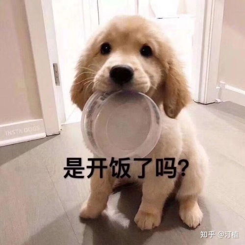  请问这个表情包上的是什么动物啊,好可爱啊