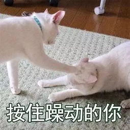  华人女子晨跑吓破胆本月起,全墨尔本将有大量毒物四处行走华人区也无法幸免