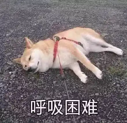 柴犬跳表情包肥猫