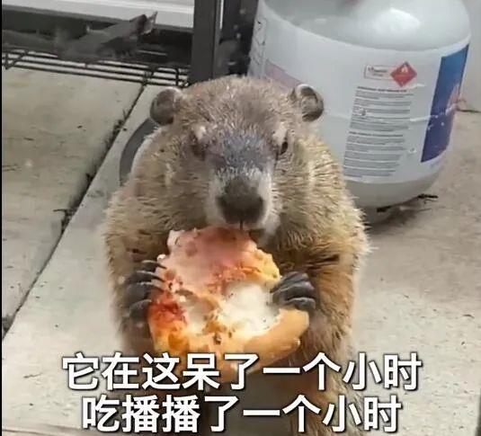  家门口有一只吃播土拨鼠,大口吃着披萨,狗子都馋哭了