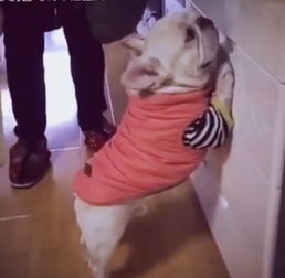  狗狗犯错被主人罚站打屁股,紧张的小表情笑死人了搜狐宠物搜狐网