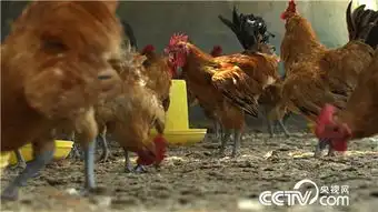  62岁因为一个秘密进山养鸡20160727