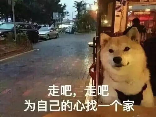  终于下雪了烟台还有4场雨雪,竟要一直下到