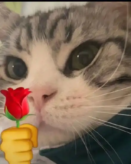 摸头表情包猫颈椎