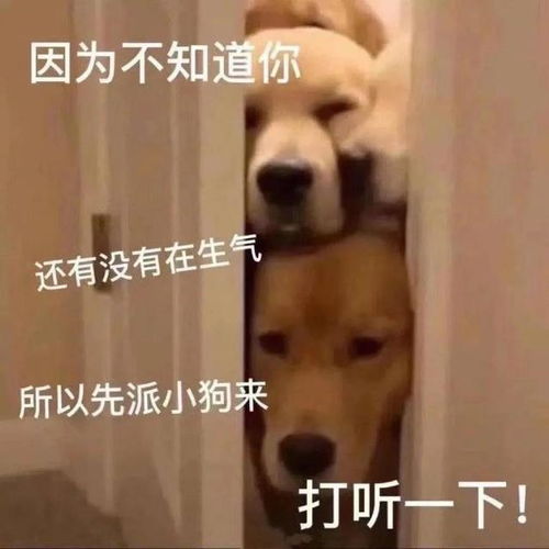  表情包来咯