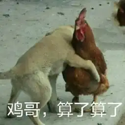 鸡哥别生气表情包下载鸡哥算了算了表情包鸡哥表情包下载