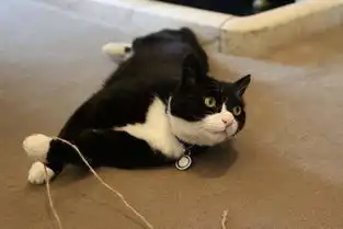  英国外交部御猫被轰出首相府路遇死敌拉里