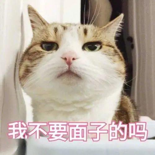  给狗子起名要慎重,不然尴尬的可是你