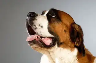  狗狗的搞怪表情