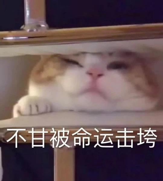 委屈猫表情包大全沙雕