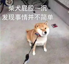 表情包是秋田还是柴犬一