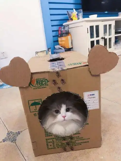  网友给了猫一个箱子,猫竟高兴到表情管理失败,哈哈...