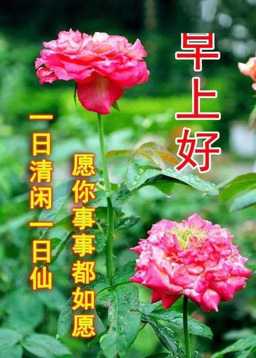  微信群发漂亮早上好鲜花图片动态表情新版早安问候祝福语动态表情图片