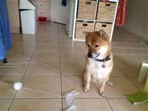  柴犬tora自带困惑表情,一说洗澡就一脸忧桑