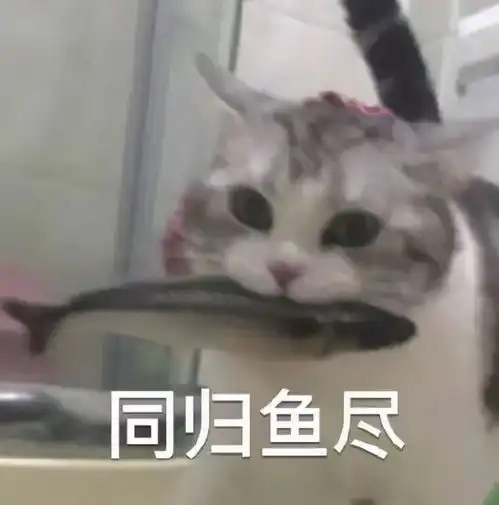 打滚表情包猫猫守国