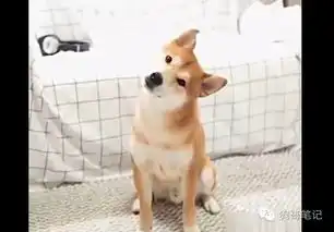 柴犬跳表情包欺负