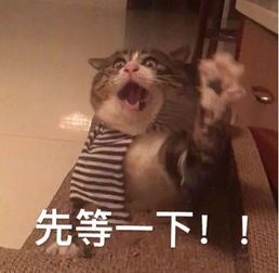  首映抢购漫威系列观影顺序,你get到了吗