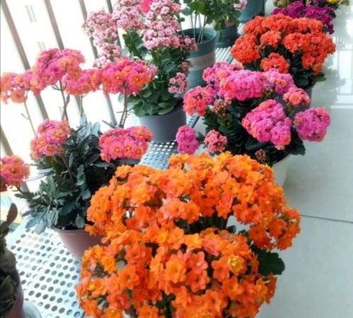  9种吉利花,优雅又大气,转运又富贵,养在客厅太旺家